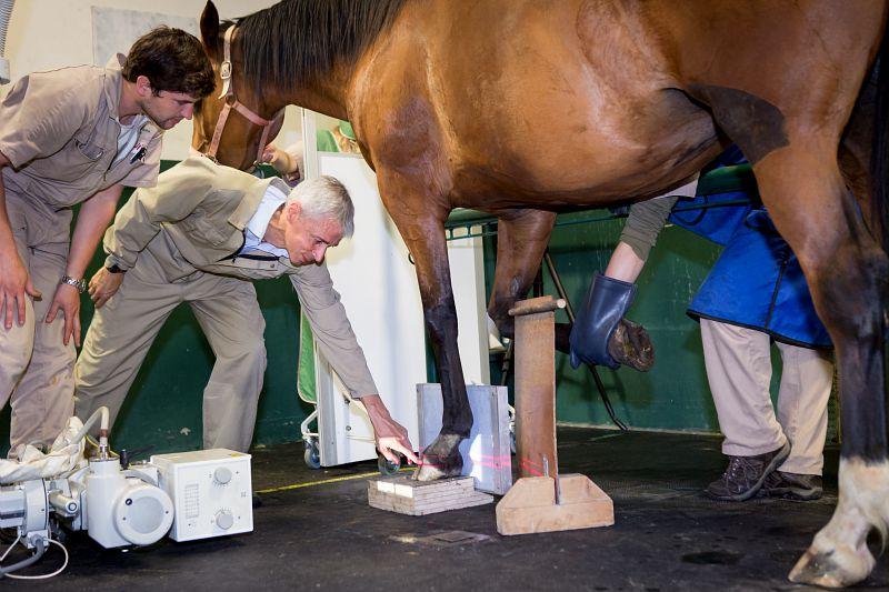 Les procédures vétérinaires utilisant des rayonnements ionisants sont nombreuses et variées : tomographie, radiologie interventionnelle, radiothérapie, curiethérapie, scintigraphie…. Ici, radiographie du pied d’un cheval à l'école nationale vétérinair